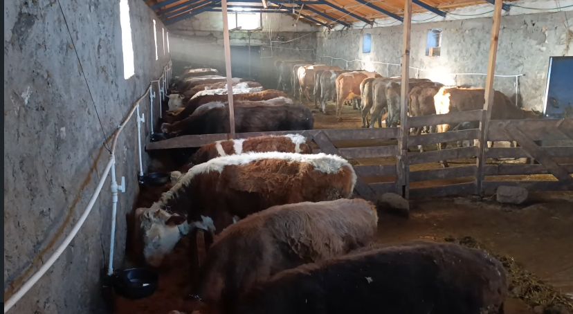 Gökçek Hayvancılık